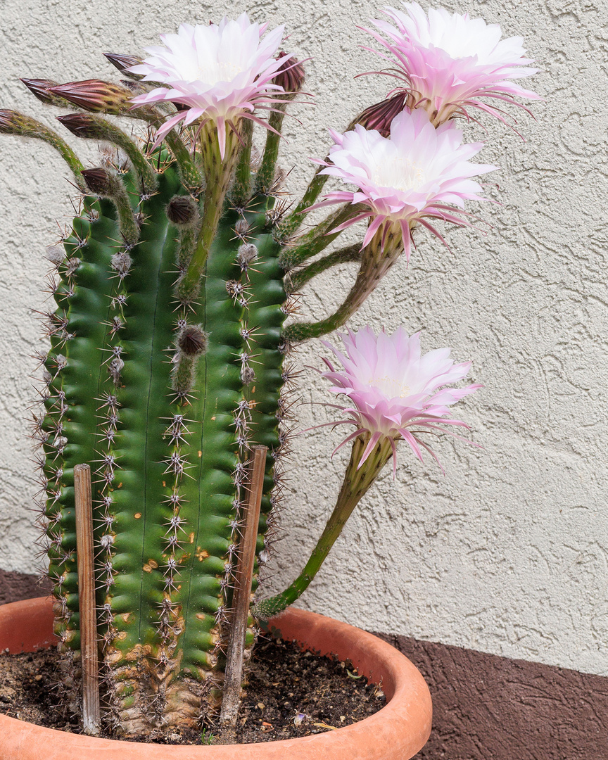 Kaktus Echinopsis oxygona