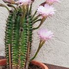 Kaktus Echinopsis oxygona