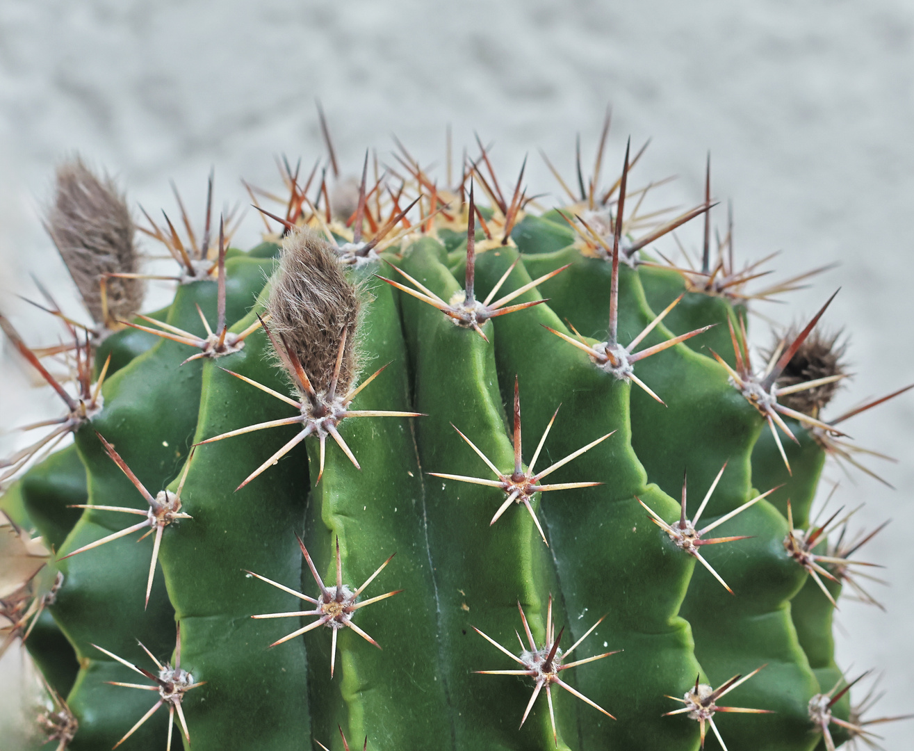 Kaktus Echinopsis oxyona