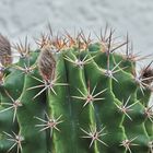 Kaktus Echinopsis oxyona