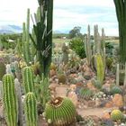 Kaktus Farm