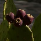 Kaktus Feige