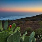 Kaktus-frucht am Berg