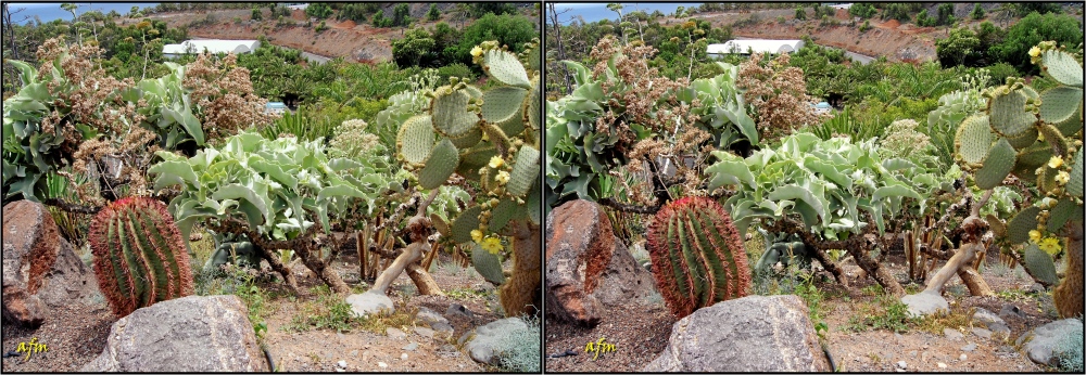 Kaktus-Garten auf Fuerteventura