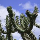 Kaktus gen Himmel