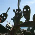 Kaktus-Gesichter bei Elafónissos
