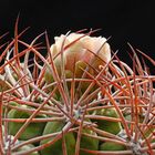 Kaktus (Gymnocalycium)
