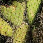 Kaktus-Herz