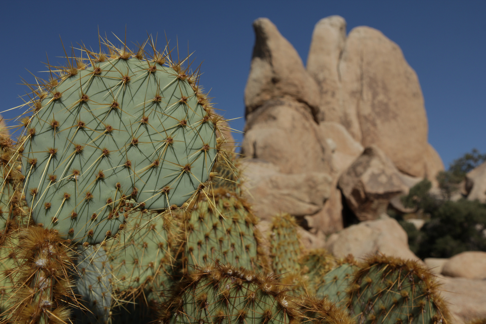Kaktus - Hidden Valley