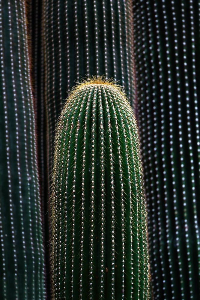 Kaktus I