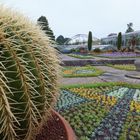 Kaktus im Berggarten Hannover