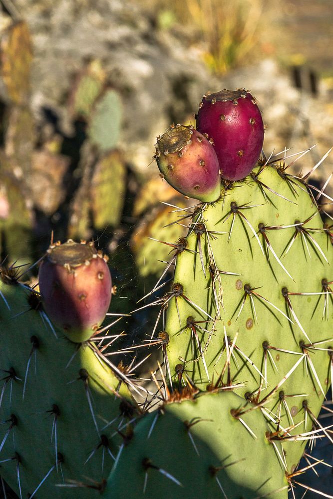 Kaktus im Botanischen Garten Foto & Bild | bot.garten uni basel, world