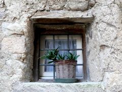 Kaktus im Fenster