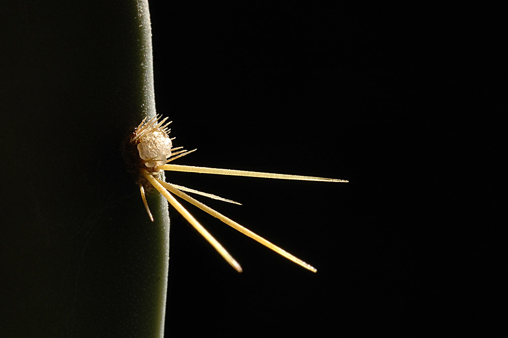 Kaktus im Gegenlicht