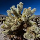 Kaktus im Joshua Tree NP