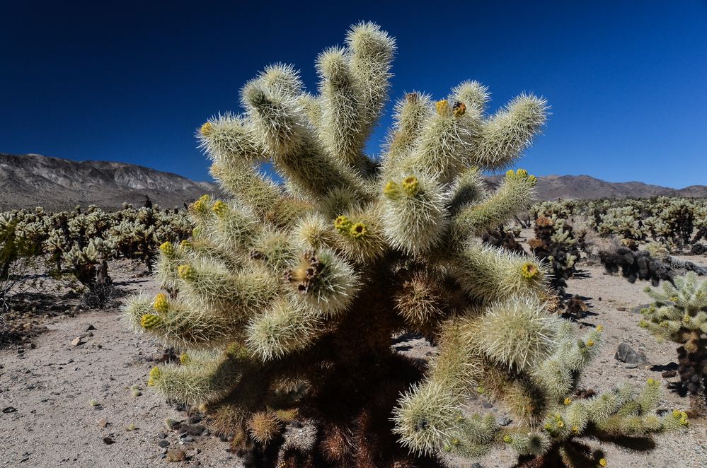 Kaktus im Joshua Tree NP