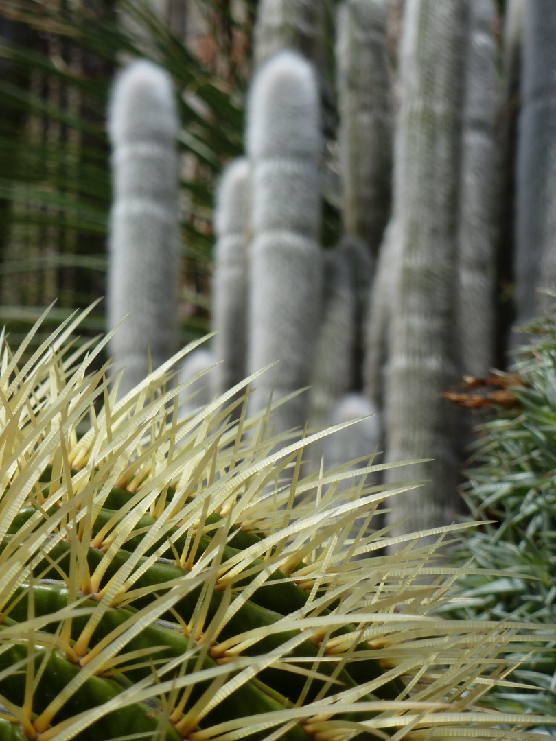 Kaktus im Kakteenhaus, Botanischer Garten, Kopenhagen