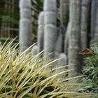 Kaktus im Kakteenhaus, Botanischer Garten, Kopenhagen