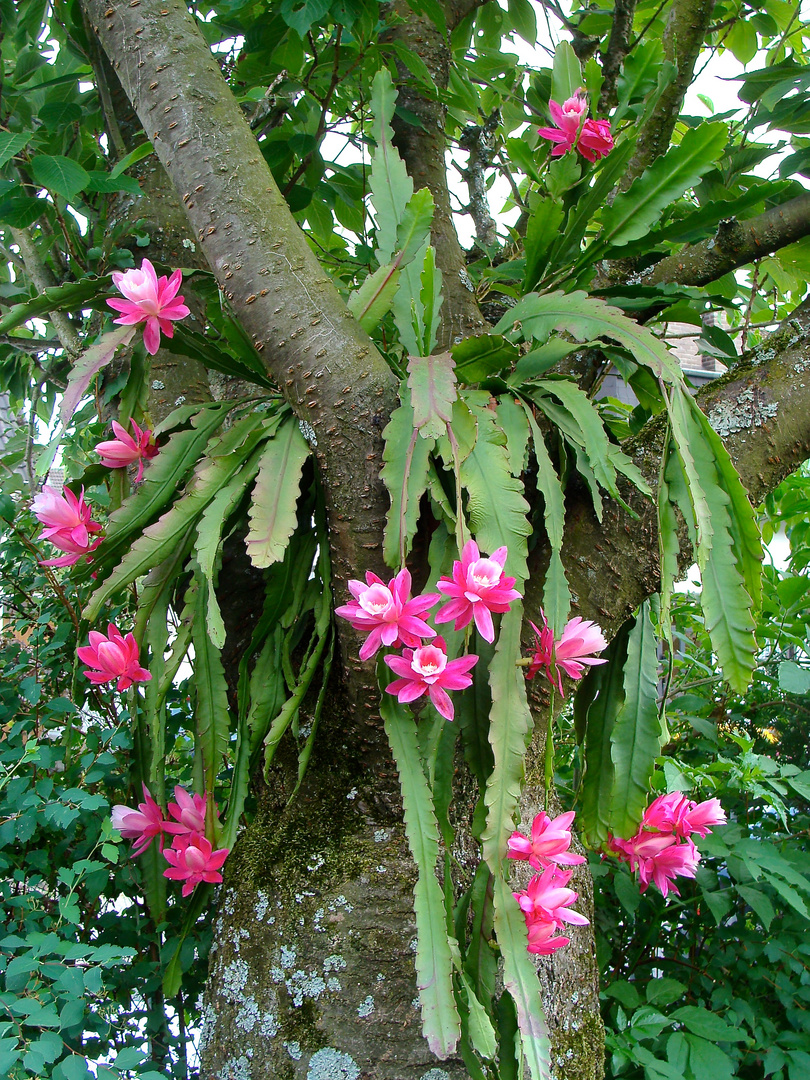 Kaktus im Kirschbaum