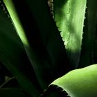 Kaktus im Licht