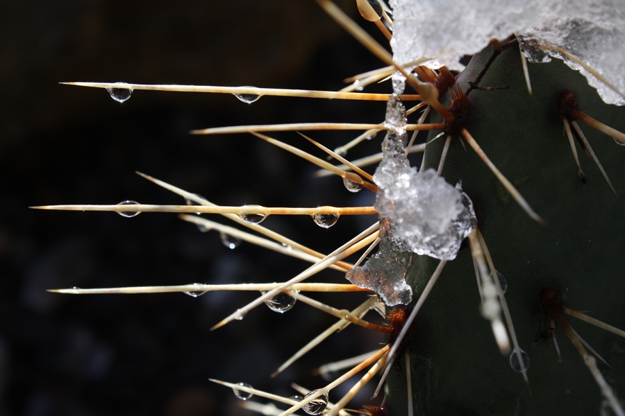 Kaktus im Schnee