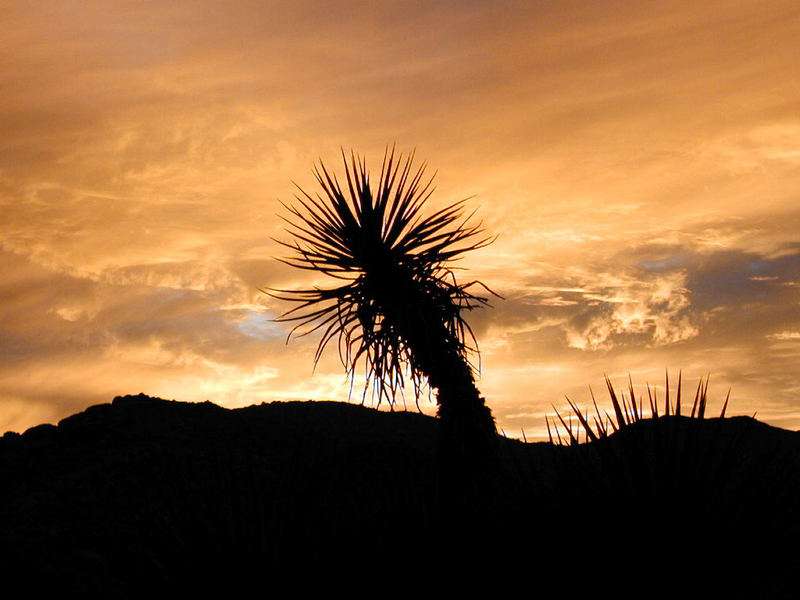 Kaktus im Sonnenuntergang