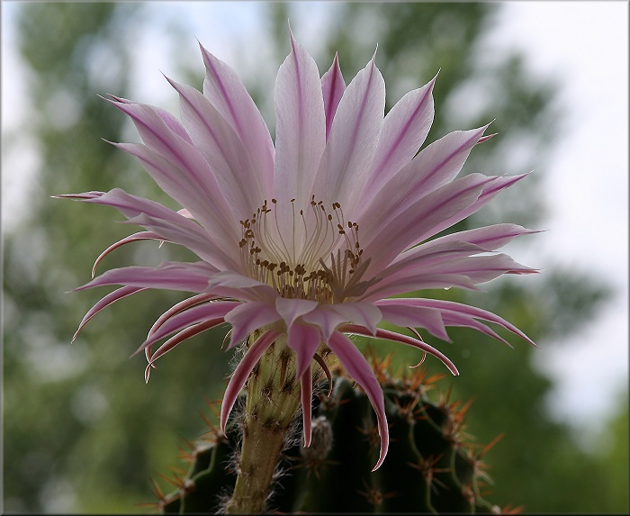 Kaktus in Blüte 3