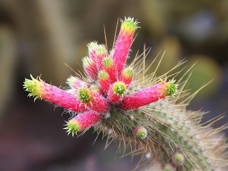 Kaktus in Blüte