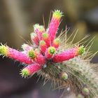 Kaktus in Blüte