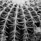 Kaktus in Bonsailaden