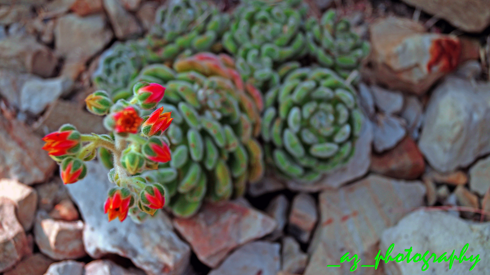 Kaktus in "Planten un Bloomen "