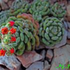 Kaktus in "Planten un Bloomen "