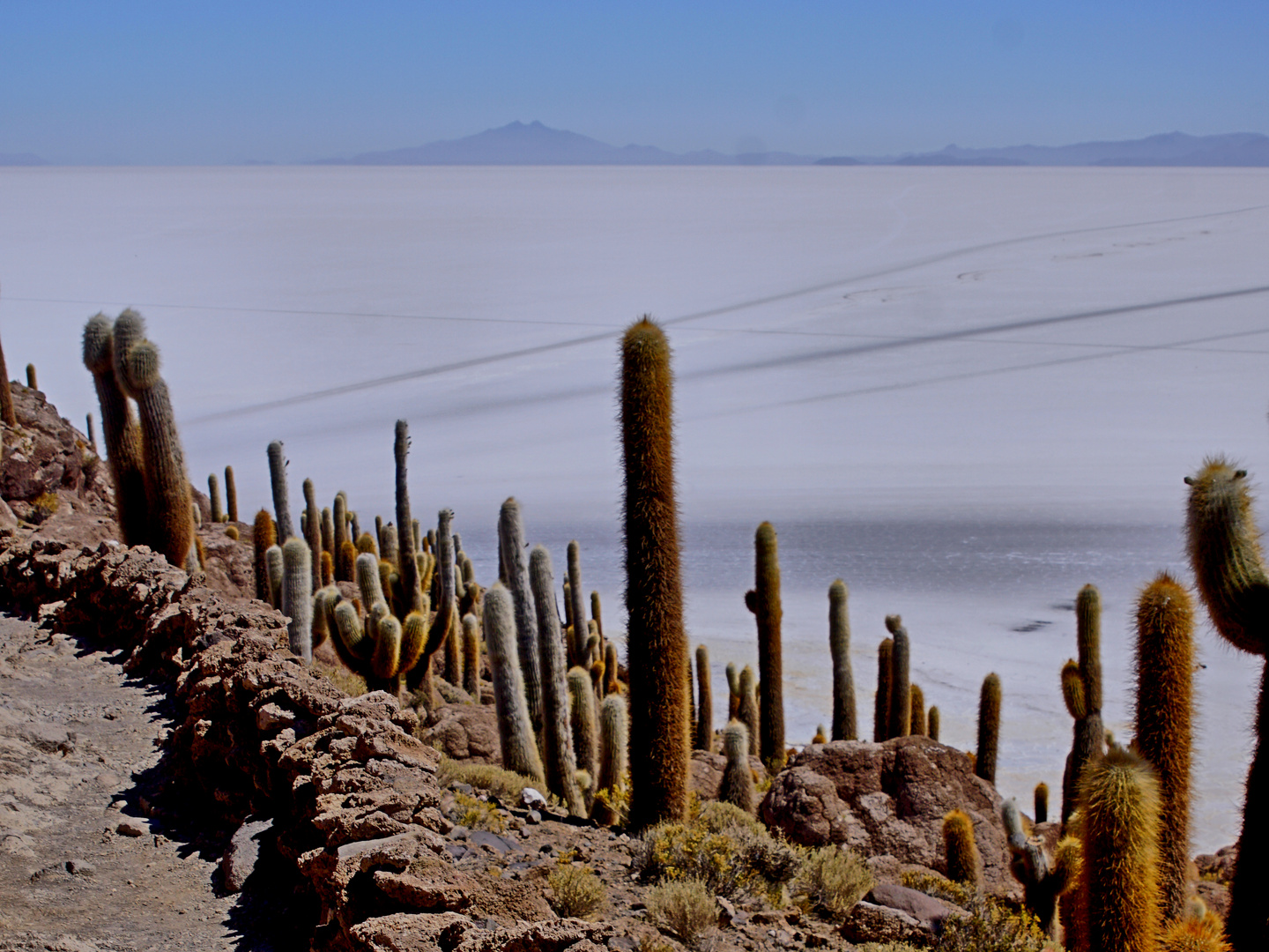 Kaktus Insel, Bolivia