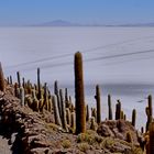 Kaktus Insel, Bolivia