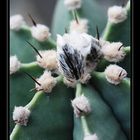 Kaktus-Krone