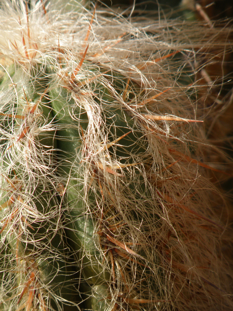 Kaktus-Makro: nicht gekämmt
