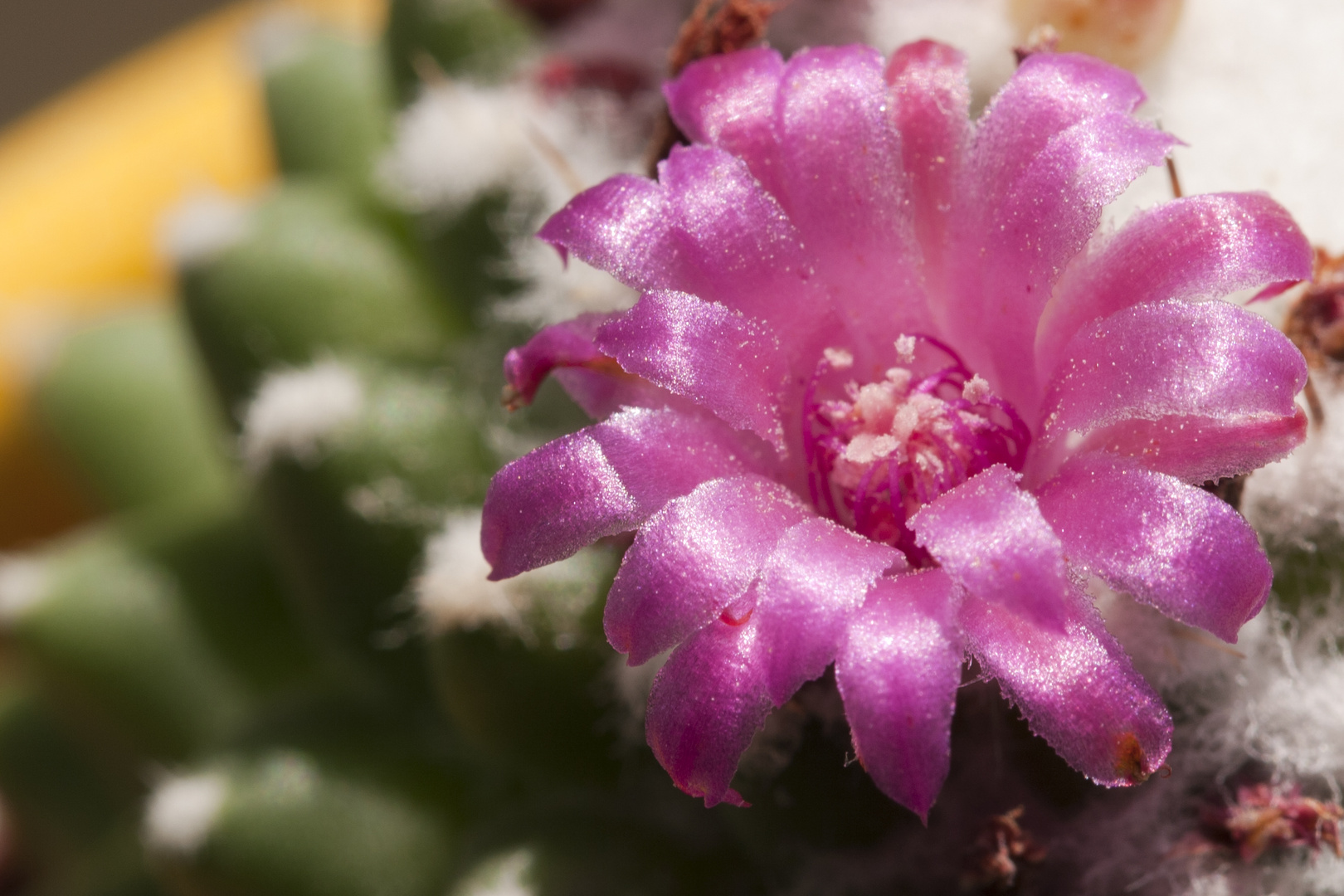 Kaktus Mammilaria