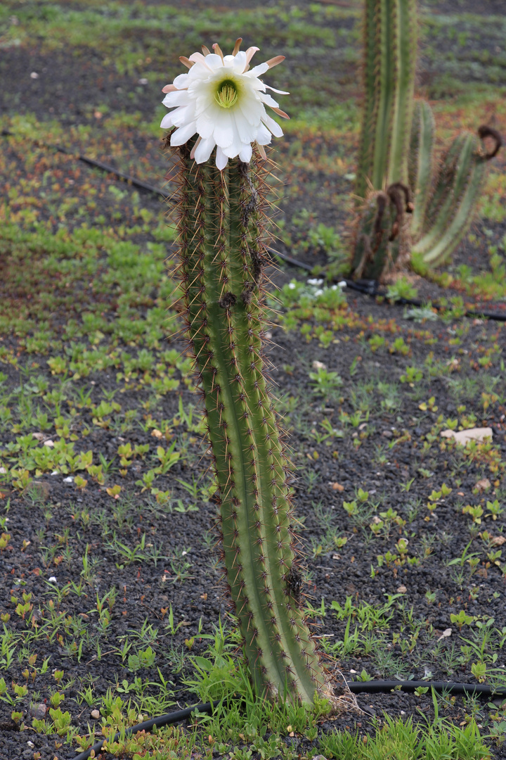 Kaktus mit Blüte