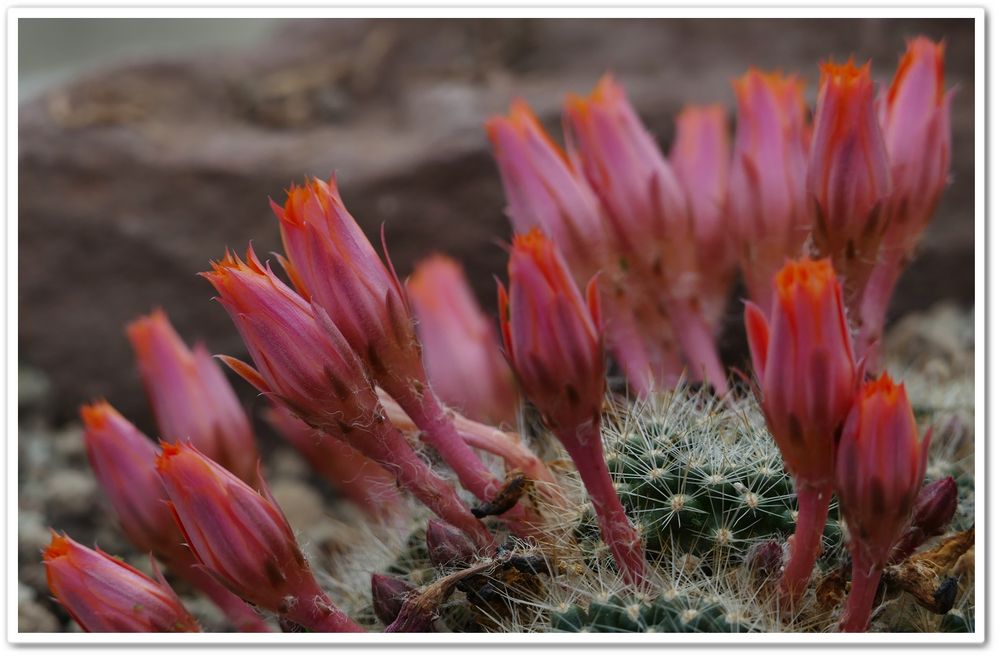 Kaktus mit Blüte Foto & Bild meine bilder, park, natur Bilder auf