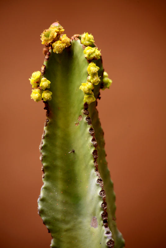 Kaktus mit Blüten Fuerteventura