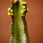 Kaktus mit Blüten Fuerteventura