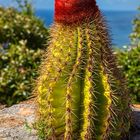 Kaktus mit der rote Mütze