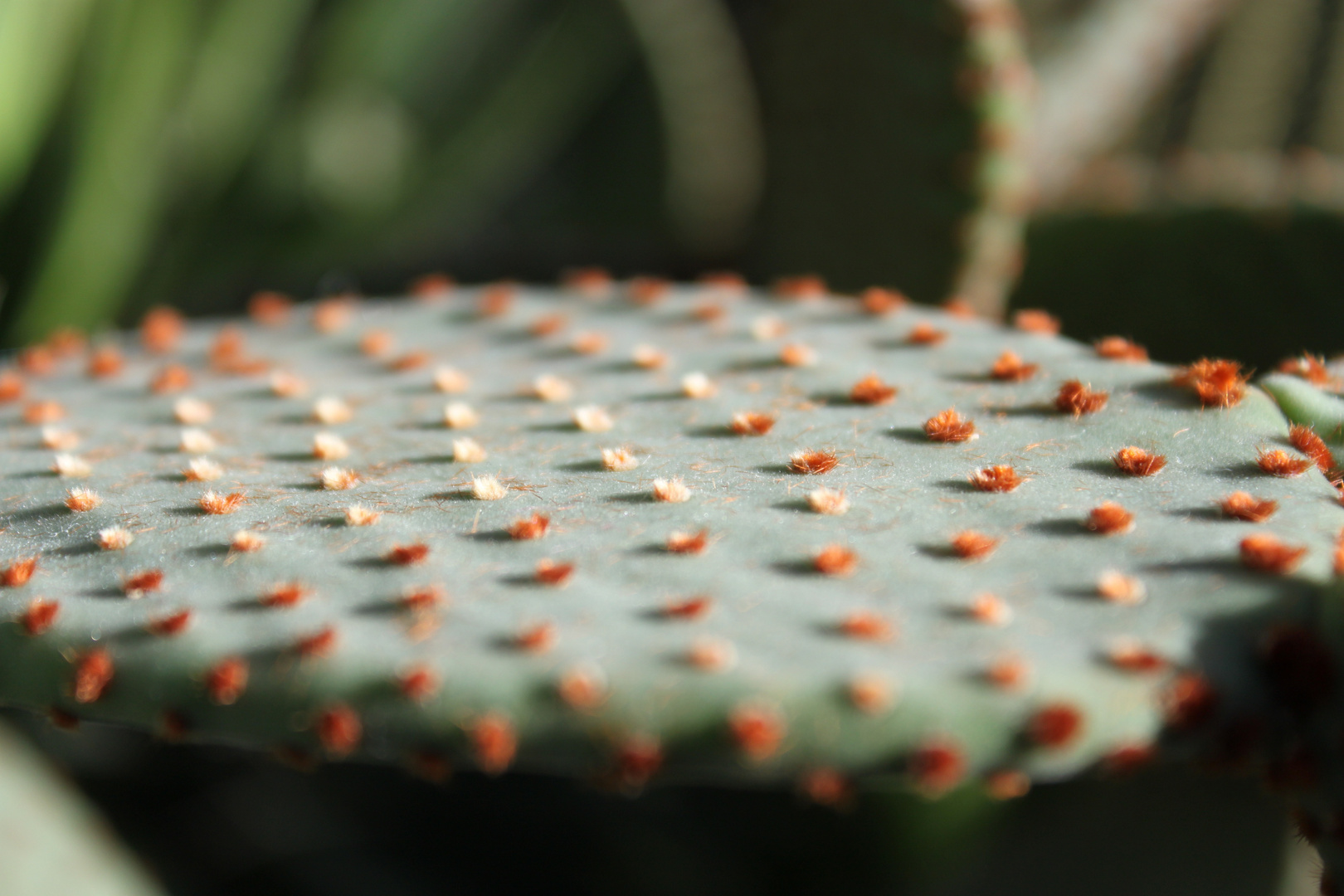 Kaktus mit Haarbüscheln