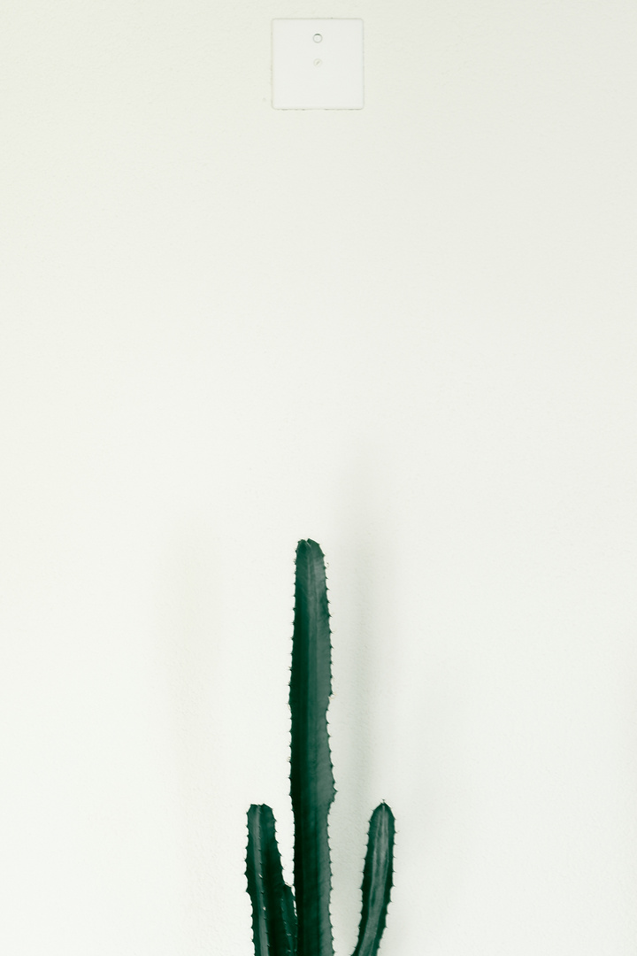 Kaktus mit Wand
