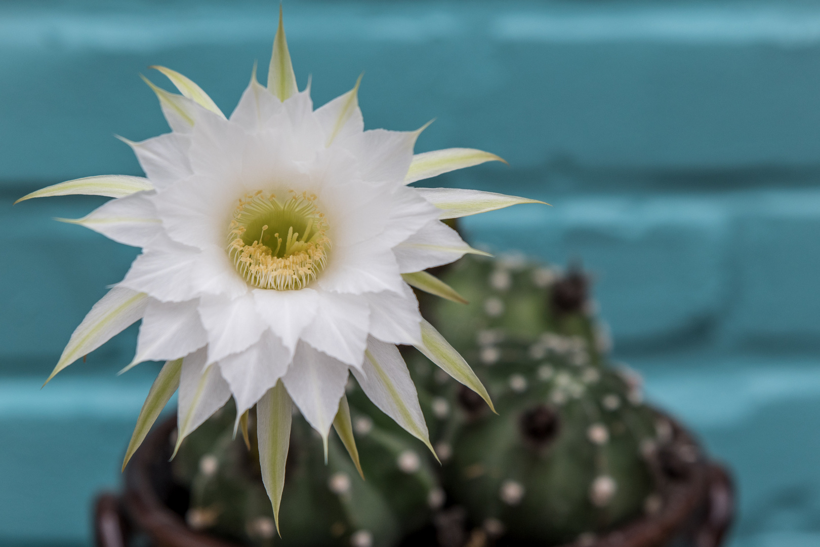 Kaktus mit weißer Blüte