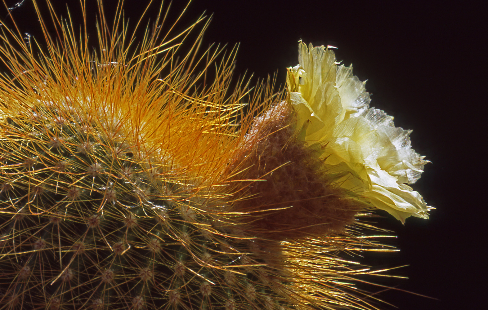 Kaktus (Parodia leninghausii)