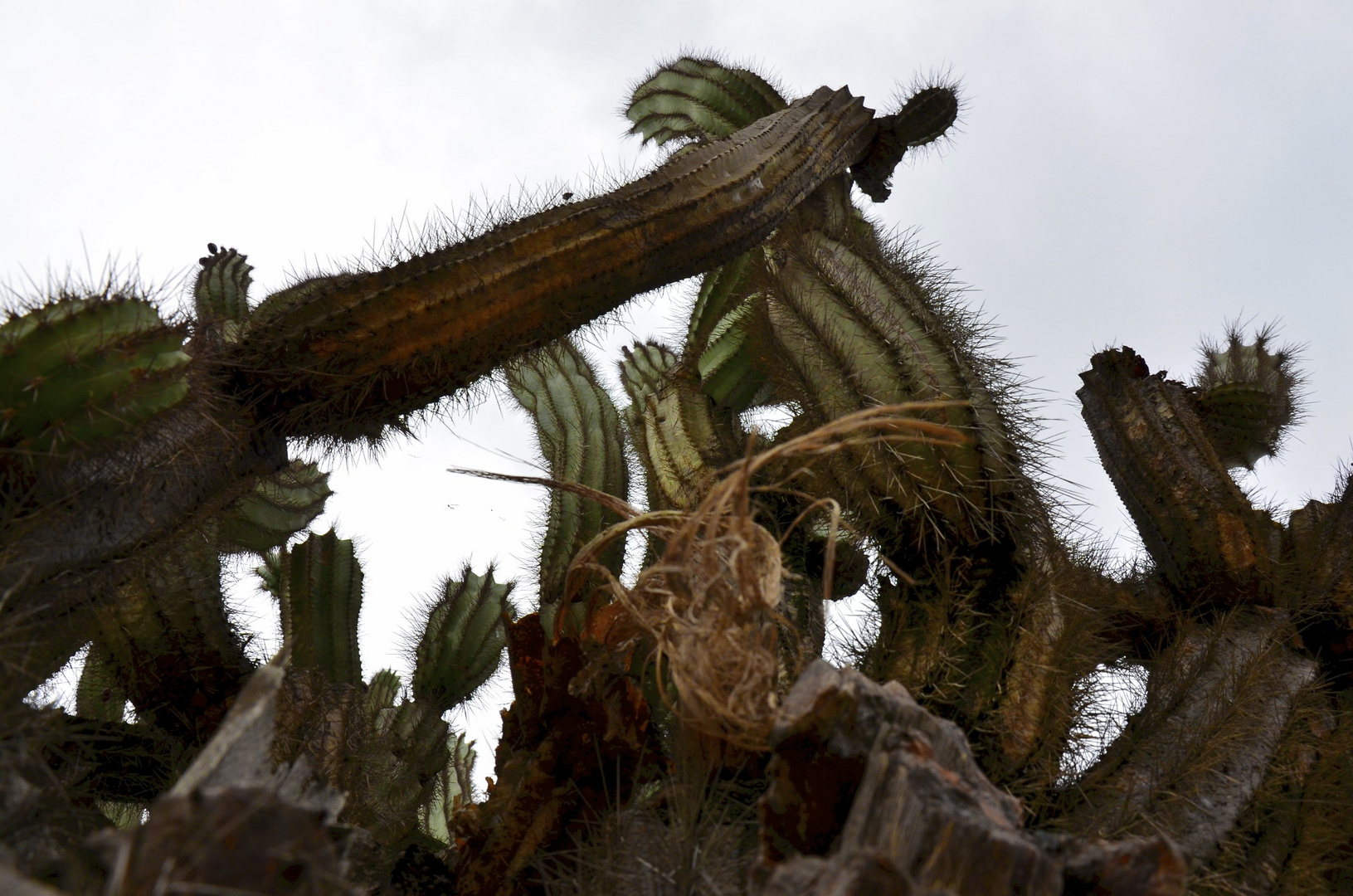 Kaktus (SAS/2011)