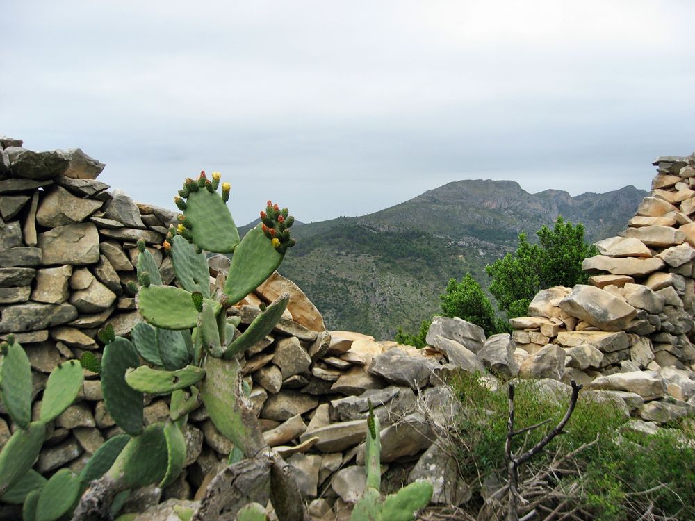Kaktus schaut über die Natursteinmauer