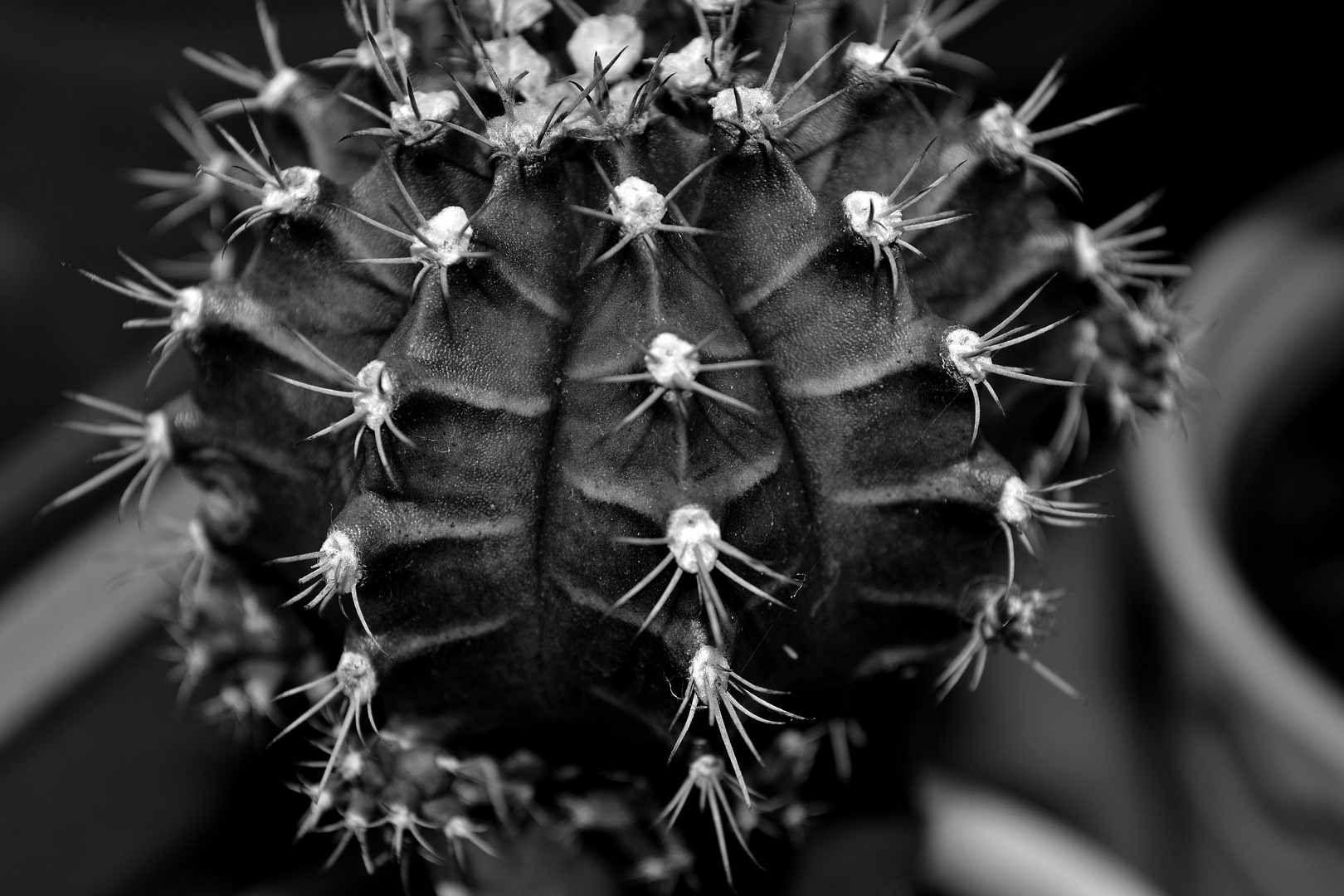 Kaktus (schwarz-weiß)