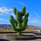 Kaktus - Skulptur